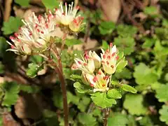 萼裂片は長卵形で先端は鋭形になり、花時に白色である。雄蕊は8個あり、裂開直前の葯は暗紅色になる。京都府京都市 2021年3月下旬