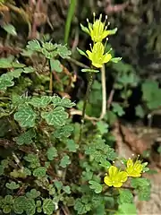 岐阜県東濃地区 2019年5月上旬