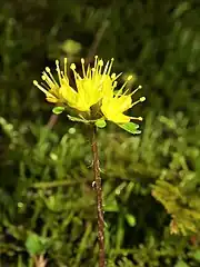 萼裂片のほか、花糸、花柱も黄色い。