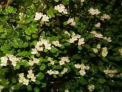 和歌山県田辺市 2021年3月上旬