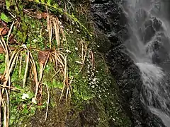 滝の水しぶきがかかる環境で生育する。