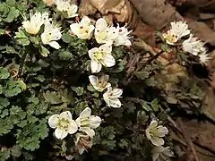 葯が裂開した後の花粉は黄色。