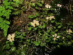奈良県十津川村 2021年3月上旬