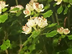 萼裂片の先端は円みをおび、上半分は反曲し、雄蕊は萼裂片をわずかに超出する。