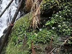 小さな滝の崖地に生育する。
