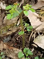 茎葉が1対あり、葉身は扇形をしている。茎葉が2対のものもある。