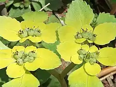 萼裂片は4個で、浅緑色または薄緑色。雄蕊は8個あり、花柱とともに萼裂片を長く突出する。