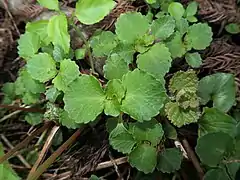 花茎が立たない走出枝のロゼット。
