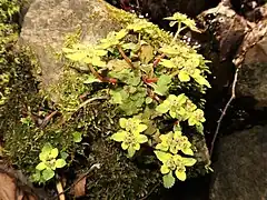 ホクリクネコノメ福島県会津地方 2020年4月上旬