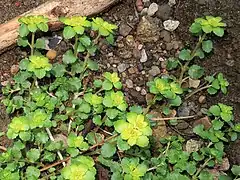 花茎は地上性の走出枝からでて立ち上がり、数対の茎葉は対生する。