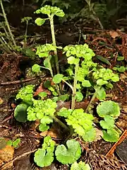 葉は互生し、花茎に柔らかな毛がまばらに生える。