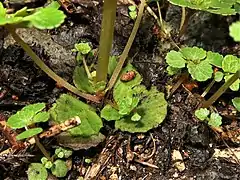 花時にも残るロゼット状の根出葉。