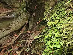沢の脇の陰湿地に生育する。