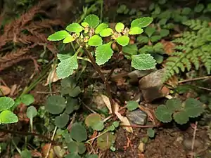 ボタンネコノメソウ岐阜県美濃市 2018年4月中旬