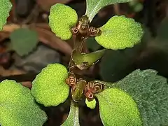 萼裂片は4個で花時に直立し、赤褐色または暗紫色。雄蕊は8個あり、萼裂片より短い。