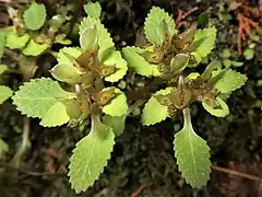 果実が熟すと縦に裂け、多数の種子を出す。