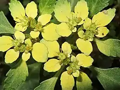 萼裂片は斜開または直立し、雄蕊は萼裂片を飛び出す。裂開直前の葯はふつう黄色をしている。