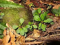 晩秋の根出葉。明確な葉柄があり、花時まで残る。