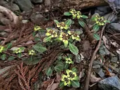 東京都高尾山 2019年4月中旬