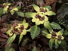 萼裂片は暗褐紫色から淡緑色で花時にほぼ直立する。