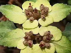 雄蕊は4-8個で、裂開直前の葯は暗紅色をしている。花糸、花盤、花柱、子房も紅紫色をおびる。