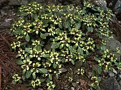 上部の苞葉は淡黄色から淡黄緑色。