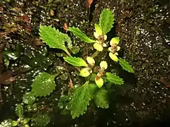 奈良県十津川村 2021年3月上旬