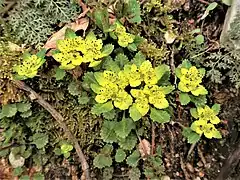 岐阜県東濃地区 2019年5月上旬