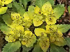 萼裂片は黄白色でほぼ平開する。雄蕊はふつう8個で、裂開直前の葯は暗紅紫色をしている。