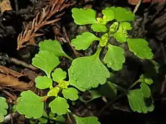 花序を取り囲む苞葉は茎葉と同じ形。