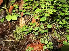 花後、朔果は嘴状に直立する。地上性の走出枝が伸びる。