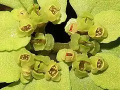 萼裂片は4個で、黄色または緑色がかった黄色。雄蕊は8個あり、萼裂片と同長または短い。裂開直前の葯は赤色。