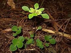 ヒメヒダボタン滋賀県米原市 2019年4月