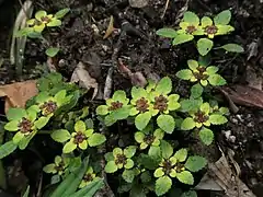 アカヒダボタン岐阜県西濃地区 2019年5月