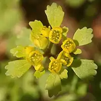 鮮やかな黄色の花、雄蕊は8個