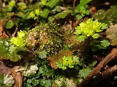 葯は黄色で、雄蕊も花柱も萼片から突き出る。