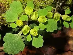 萼裂片は黄緑色から黄色で、4個が直立し、裂片の外側に毛が散在する。