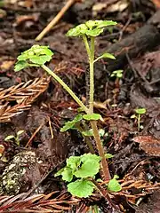 花茎には粗い開出する白い毛が生える。