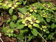 苞葉は卵形から楕円形で、縁に鋸歯があり、鮮黄色または緑黄色になる。