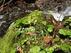 生育環境。沢沿いの水湿地に生育する。コケむす渓流の岩上にコチャルメルソウと。京都市 2021年3月下旬。
