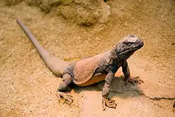 キタチャクワラ