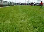 芝コース