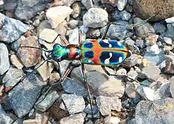 Cicindela chinensis japonica