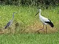 アオサギ（左）とコウノトリ（右）