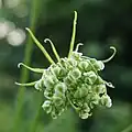 蕾