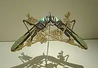 Cicadas,