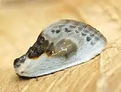 Cilix glaucata, ベルギー