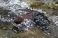 渓流を泳ぐカワガラス