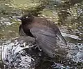 翼を広げて目を閉じた様子（白いまぶた）