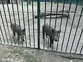チェルヴィアにある自然公園で飼育されているイノシシ